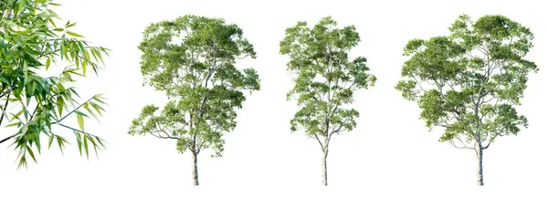 Set Von Eukalyptusbäumen Isoliert Auf Weißem Hintergrund Mit Selektiver Nahaufnahme — Stockfoto