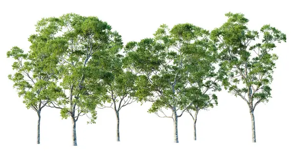 Grupa Drzew Eukaliptusowych Odizolowanych Białym Tle Renderowanie Ilustracja — Zdjęcie stockowe