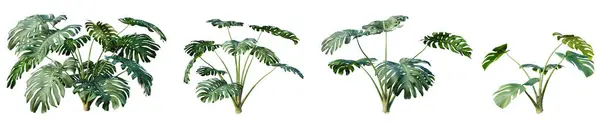 Zestaw Tropikalnych Roślin Monstera Izolowane Białym Tle Renderowanie Ilustracja — Zdjęcie stockowe