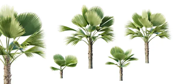Zestaw Pritchardia Perlmanii Palm Izolowanych Białym Tle Selektywnym Zbliżeniem Ostrości — Zdjęcie stockowe