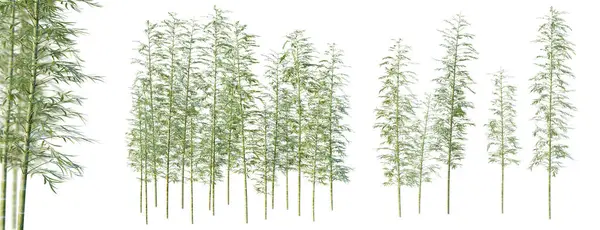 Zestaw Moso Bambusowe Drzewa Selektywnym Zbliżeniem Ostrości Izolowane Białym Tle — Zdjęcie stockowe