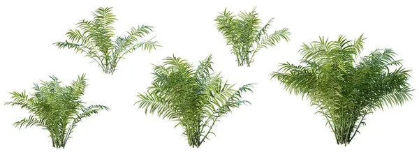 Zestaw Roślin Salacca Edulis Izolowanych Białym Tle Renderowanie Ilustracja — Zdjęcie stockowe