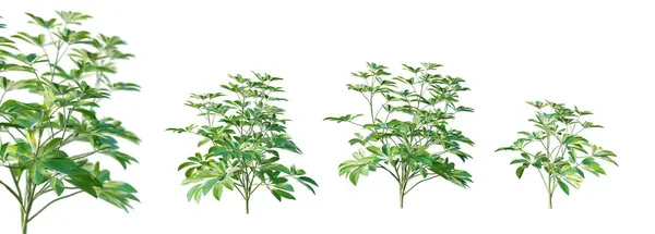 Set Von Schefflera Arboricola Pflanze Isoliert Auf Weißem Hintergrund Mit — Stockfoto