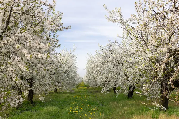Piękny Ogród Aleją Kwitnących Wiśni Wieś Wiosnę Wiosenne Tło Kwiatu — Zdjęcie stockowe