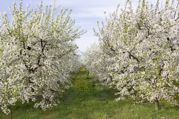 Ein Schöner Garten Mit Einer Allee Blühender Kirschbäume Landschaft Zur — Stockfoto