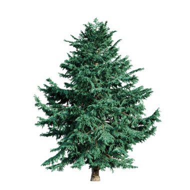 Himalaya sedir ağacı, beyaz arka planda izole edilmiş Cedrus Deodara ağacı. 3 Boyutlu Hazırlama.
