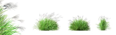 Miscanthus Sinensis seti - Japon gümüşü çimenleri beyaz arka planda seçici odaklı yakın plan ile izole edilmiş. 3 Boyutlu Hazırlama.