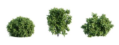 Beyaz arka planda izole edilmiş çalılar. 3 Boyutlu Hazırlama.