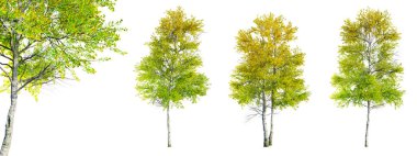 Set of Quaking Aspen - Populus tremuloides tree isolated on white background and selective focus close-up. 3D render. clipart