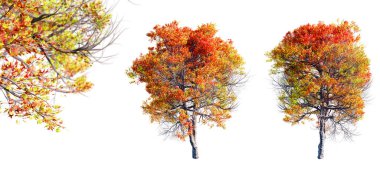 Mızrak ağacı beyaz arka planda izole edilmiş ve seçici odaklı yakın plan. 3 Boyutlu Hazırlama.