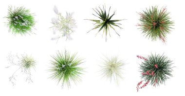 Beyaz arka planda izole edilmiş farklı çim türleri. Üst Manzara. 3 Boyutlu Hazırlama.