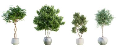 Terracotta tencerelerindeki çeşitli ağaçlar beyaz arka planda izole edilmiş. 3 boyutlu görüntüleme. 3B illüstrasyon.