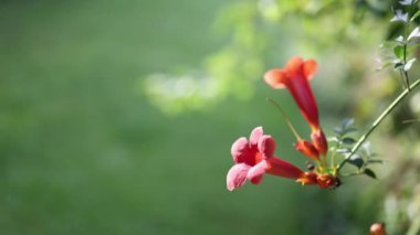 Bignone ya da Campsis Grandiflora çiçek bahçesi geçmişi. Karınca çiçek boyunca yürüyor. Güzel doğa arkaplanı.