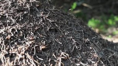 Ormandaki büyük karınca yuvasına yakın çekim.