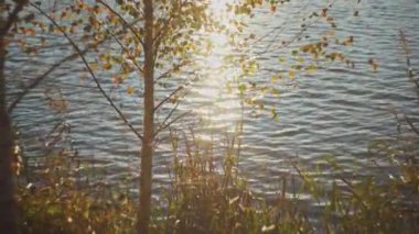 Batan güneşin yansıdığı göle karşı huş ağaçları. Bokeh güneşi su yüzeyine yansıyor. Manzaralı sonbahar günbatımı manzarası.