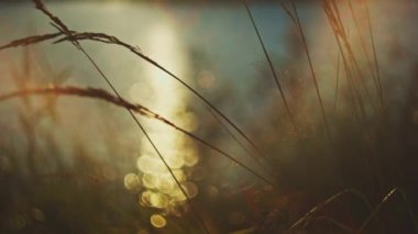 Batan güneş, rüzgarda hareket eden yüksek otların arkasındaki suya yansıyor.. 