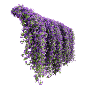 Phlox Paniculata sürüngen bitkilerinden oluşan bir grup, şeffaf arka planda izole edilmiş. 3 boyutlu görüntüleme. 3B illüstrasyon.