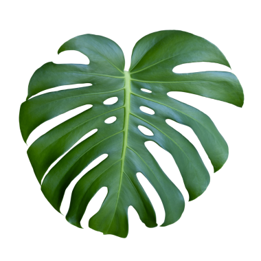 Saydam arkaplanda izole edilmiş canavar yaprağının fotoğrafı.