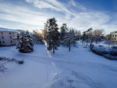 Soğuk bir günde çam ağaçları karla kaplıdır. Güzel kış manzarası.