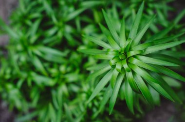 Green lily bush in early spring. Lily (Lilium bulbiferum).