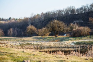 An old tree was overgrown with moss against the background of a blue sky. A view of the sky through an eerie dry tree on which mistletoe (Vscum album) lives and grows green.