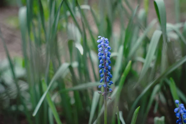 Blue grape hyacinth flowers are a nice spring background. Small spring blue Muscari flowers bloom outside on a sunny day. Seasonal wallpaper for design