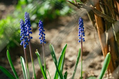 Blue grape hyacinth flowers are a nice spring background. Small spring blue Muscari flowers bloom outside on a sunny day. Seasonal wallpaper for design