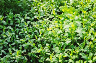 A beautiful herb garden is covered with morning dew. Home garden after a summer rain.