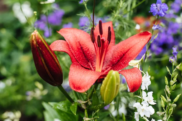 Close-up of a sizzling red Asiatic lily with dew drops. Red lily flower background. A garden lily bush on the background of other flowers.