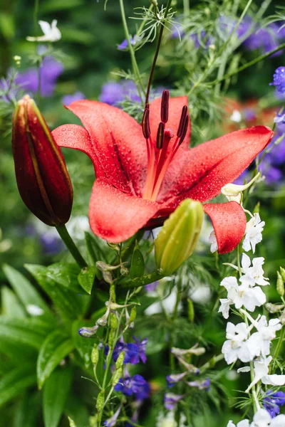 Close-up of a sizzling red Asiatic lily with dew drops. Red lily flower background. A garden lily bush on the background of other flowers.
