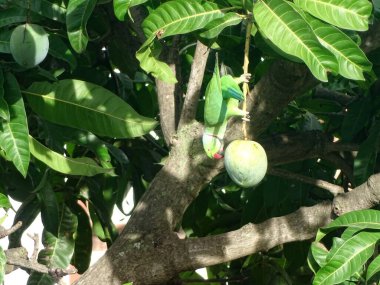 Yeşil bir papağan mango yiyor.