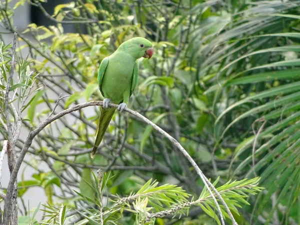 一只绿色的鹦鹉栖息在一棵树上 — 图库照片