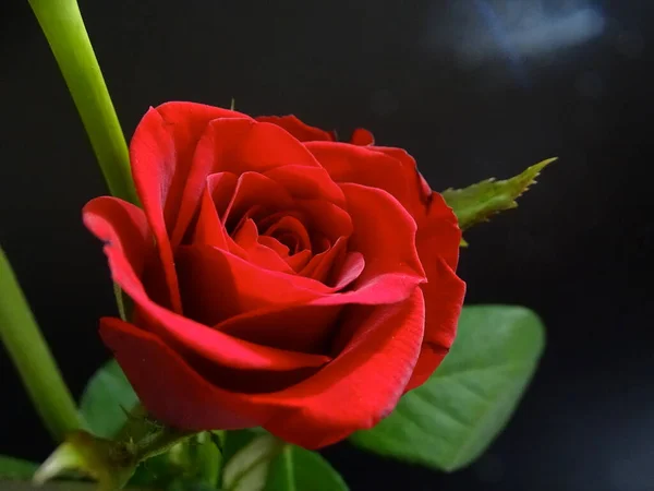 Close Beautiful Red Rose Black Background — Stock Photo, Image