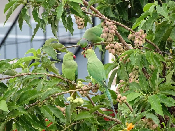 Три Зеленых Попугая Сидят Дереве Фруктами — стоковое фото