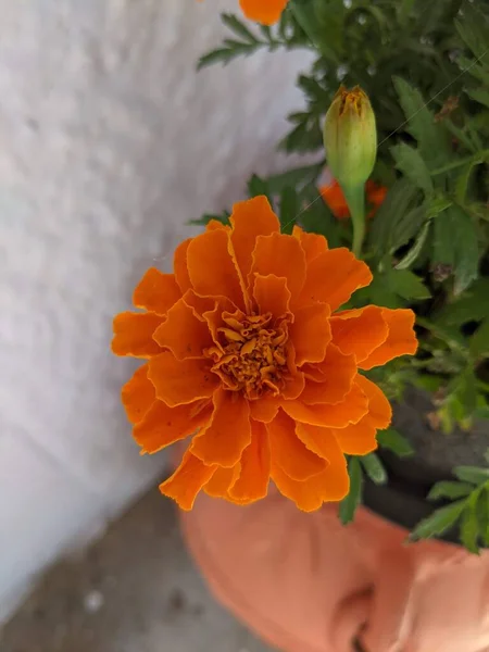 Laranja Flor Calêndula Brilhante Cor Mostrando Felicidade Jardim Casa — Fotografia de Stock