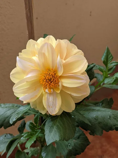 Цветущий Цветок Далии — стоковое фото