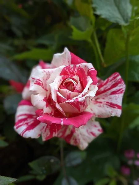 Una Hermosa Rosa Blanca Rosa — Foto de Stock