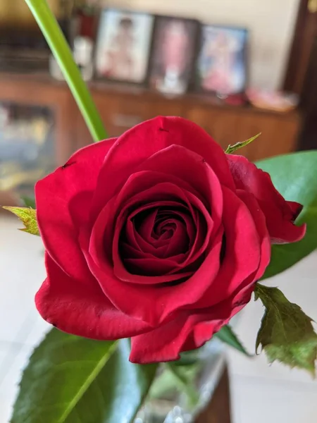 Hermosas Rosas Rojas Jarrón Sobre Fondo Blanco — Foto de Stock
