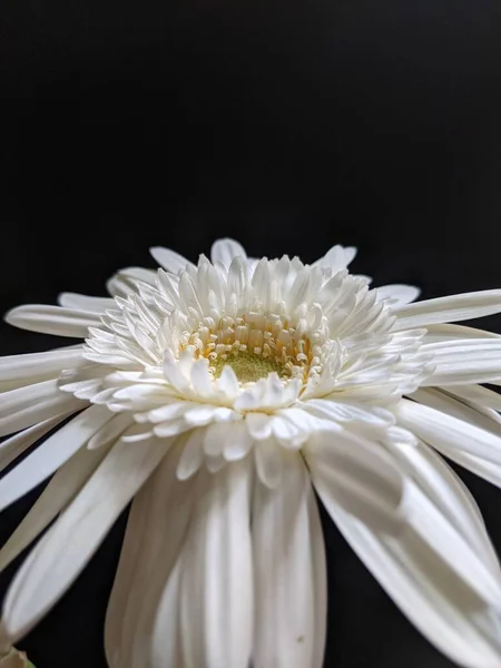 Eine Nahaufnahme Einer Weißen Gerbera Blume Schwarzer Hintergrund — Stockfoto