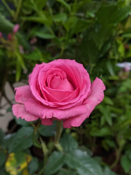 Une Rose Rose Agréable — Photo