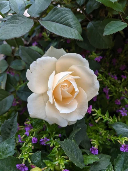 Une Belle Rose Blanche Entièrement Fleurie — Photo