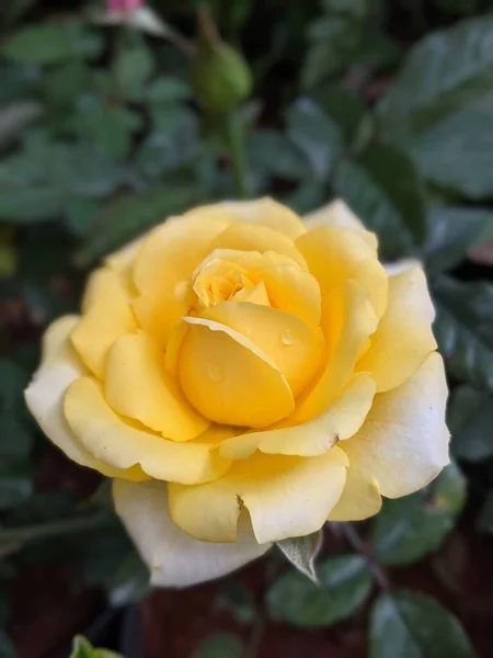 Fully Bloomed Yellow Rose — Stock Photo, Image