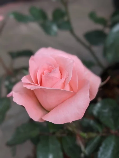 Uma Bela Rosa Rosa Foco Seletivo — Fotografia de Stock