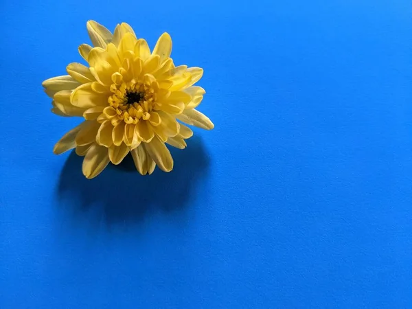 Żółty Kwiat Niebieskim Tle — Zdjęcie stockowe