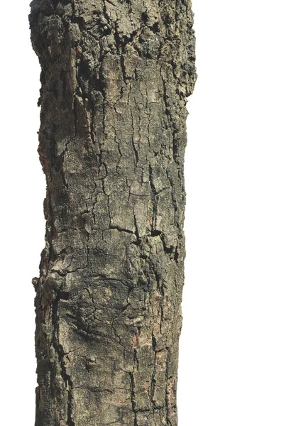 Tree Bark Texture Isolated White Background Clipping Path Design Work — Stock Photo, Image