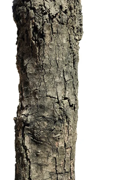 Υφή Φλοιού Δέντρου Απομονωμένη Λευκό Φόντο Μονοπάτι Κοπής Για Εργασίες — Φωτογραφία Αρχείου