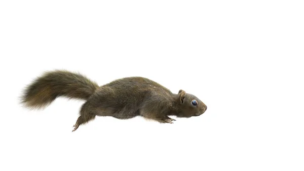 松鼠独立的白色背景运行 白色背景前的褐色松鼠的肖像 — 图库照片