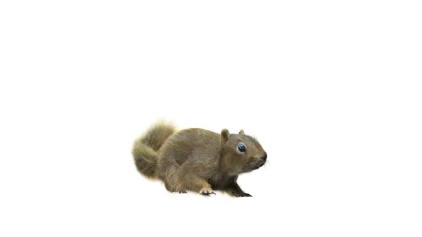 Squirrel Fluffy Fur Standing Jump Pose Isolated White Background Clipping — Stock Photo, Image
