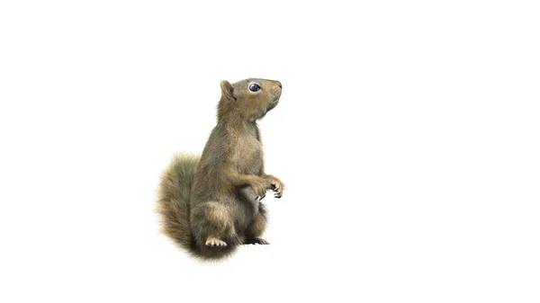 Eichhörnchen Mit Flauschigem Fell Stehen Oder Springen Posieren Isoliert Auf — Stockfoto
