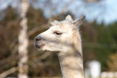 Yeni Zelanda 'nın Güney Adası' ndaki bir tarlada duran yetişkin bir Alpaca 'nın fotoğrafı.